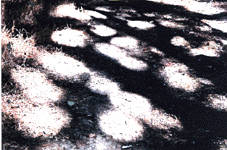 Sonnenkreise im Schatten eines Baumes