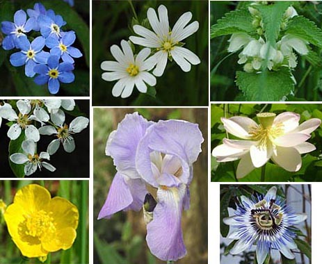 Fotos verschiedener Blütenpflanzen