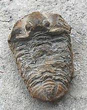 Foto eines fossilen Trilobiten