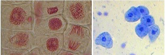 Zwiebelzellen und Leberzellen unterm Lichtmikroskop