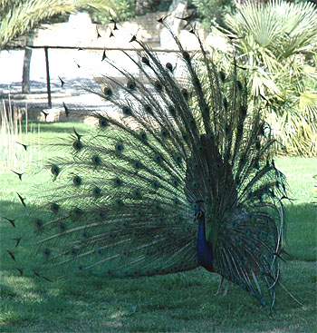 Foto: Pfau beim Radschlagen