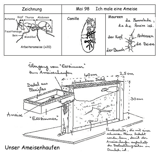 Kinderzeichnungen von Ameisen, Schema des Ameisenhaufens