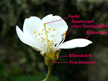 Foto: Aufbau einer Blüte