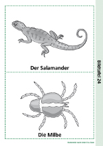 Der Salamander und die Milbe