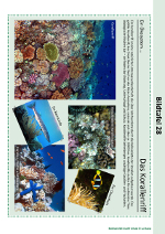 Ein Ökosystem – Das Korallenriff