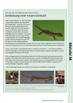 Entdeckung einer neuen Geckoart