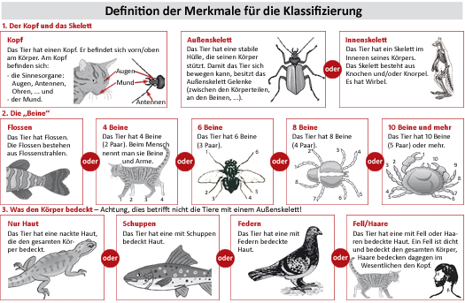 Arbeitsblatt zur Definition der Merkmale für die Klassifizierung