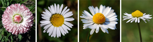 Fotos von Gänseblümchen