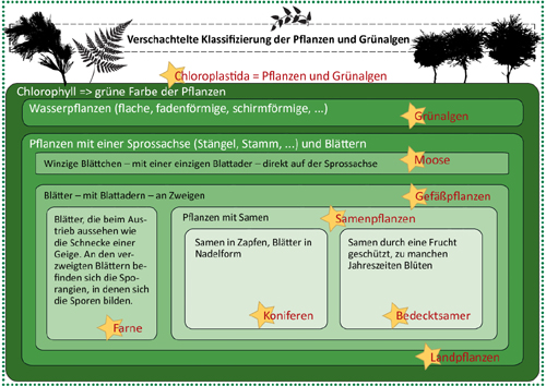 Verschachtelte Klassifizierung der Pflanzen und Grünalgen