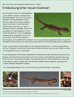 Entdeckung einer neuen Geckoart