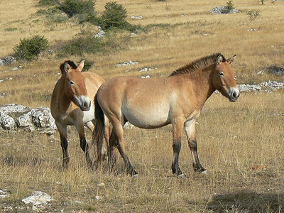 Foto: Przewalski-Pferde