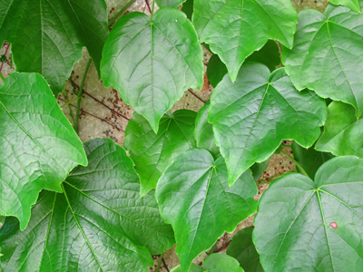 Foto: Blätter der Kapuzinerkresse