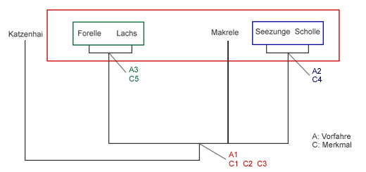 Eingruppierung von Katzenhai, Forelle, Lachs, Makrele, Seezunge und Scholle, Stammbaum