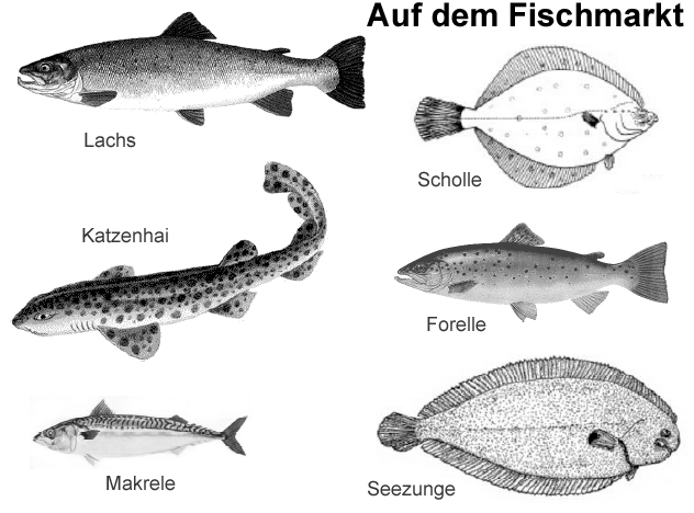 Fische Biologie