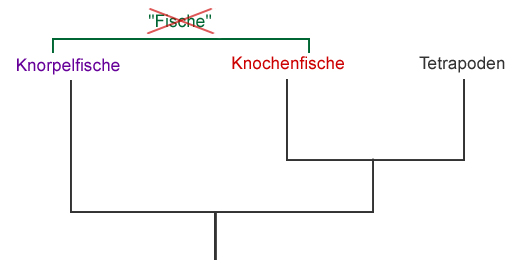 Der Begriff Fisch hat bei der wissenschaftlichen Klassifizierung nichts zu suchen