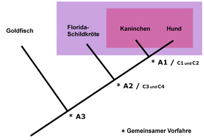 Eingruppierung von Goldfisch, Schildkröte, Kaninchen und Hund, Stammbaum