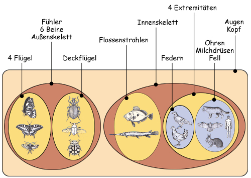 Eingruppierung der Tiere aus der Abbildung 1