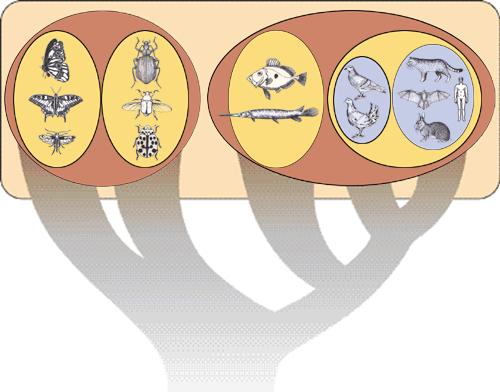 Eingruppierung der Tiere aus der Abbildung 1, Stammbaum