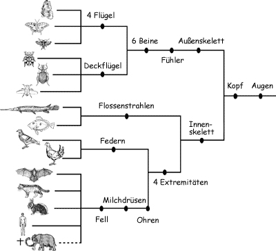Eingruppierung der Tiere aus der Abbildung 1, Stammbaum