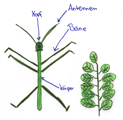 Detaillierte Zeichnung einer Stabheuschrecke, mit Legende