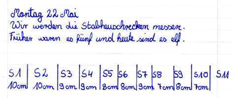 Auszug aus einem Versuchsheft: Messung der Länge der Stabheuschrecken