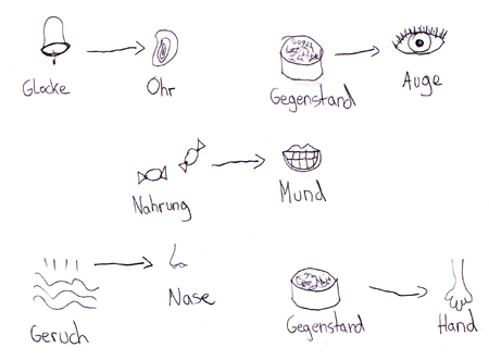 Schülerzeichnung: die fünf Sinne