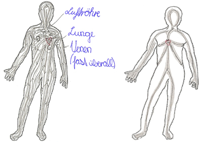 Schülerzeichnungen:
der Blutweg im Körper