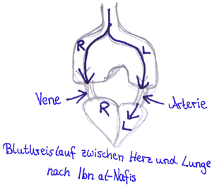 Schülerzeichnung:
der Blutweg im Körper nach Ibn al-Nafis