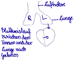 Schülerzeichnung:
der Blutweg im Körper nach Galenos