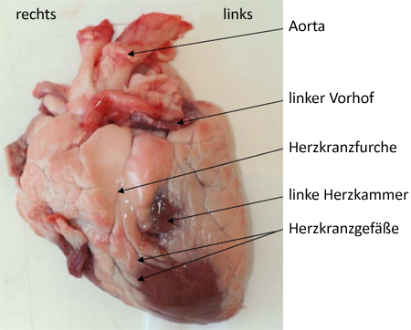 Foto: Lammherz mit Blutgefäßen -
ventrale Ansicht
