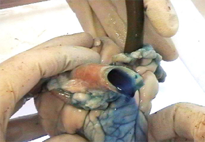 Foto: Gefärbtes Wasser wird in die
Lungenvene injiziert