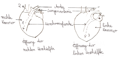 Zeichnung: Öffnung der beiden
Herzhälften