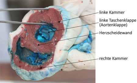 Foto: Querschnitt durch ein
Lammherz