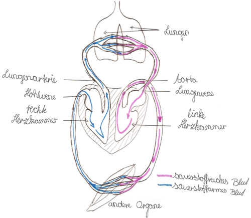Zeichnung: großer
Blutkreislauf