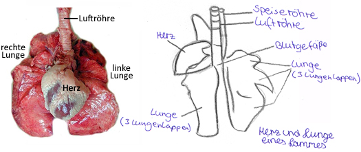 Foto und Darstellung
des Herz-Lungen-Systems