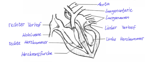 Zeichnung: kleiner
Blutkreislauf