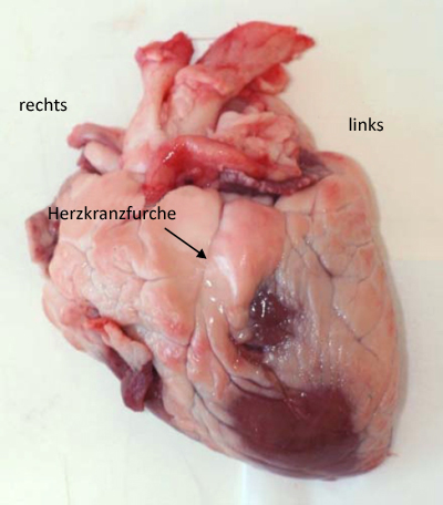 Foto: ventrale Ansicht eines Lammherzens
