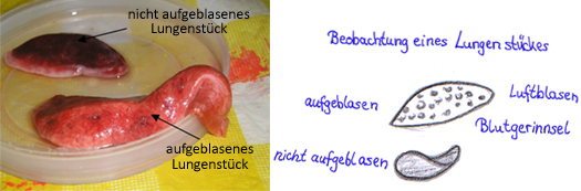 Foto und Zeichnung eines
aufgeblasenen und eines nicht aufgeblasenen Lungenstücks