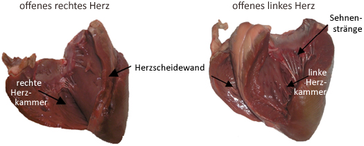 Foto eines offenen Herzens