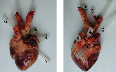 Foto: Ventrale und dorsale
Ansicht eines Schafsherzens