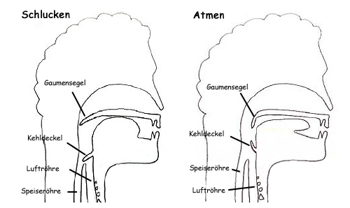 Schema: Was passiert im Bereich von Mund, Luftröhre und Speiseröhre beim Schlucken und Atmen