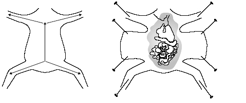 Schema: Sektion eines Kaninchens