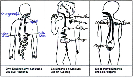 Schülervorstellungen zur Verdauung