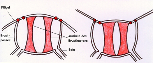 Zeichnung: Brustkasten mit entspannter und gespannter Muskulatur