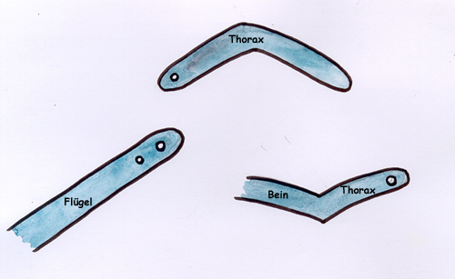 Zeichnung: Einzelteile des Modells des Flügelgelenks