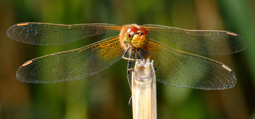 Foto einer Libelle