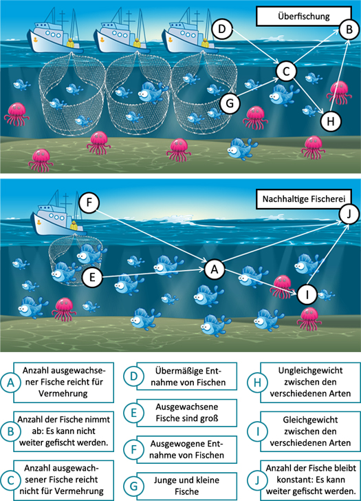 Auswirkungen der Fischerei auf die Ökosysteme