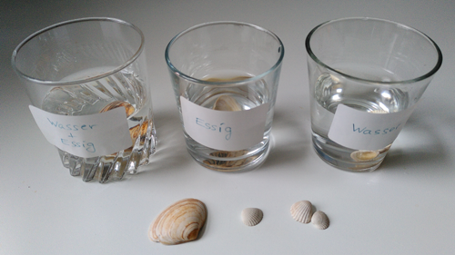 Experiment: Was passiert mit der Muschelschaleschale im Essig?