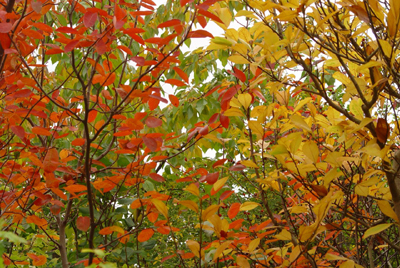 Foto: Bunte Bäume im Herbst