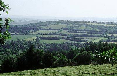 Foto: Heckenlandschaft